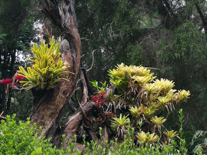 NC Botanical gardens